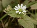 Greater Chickweed